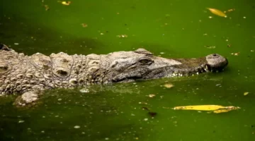 إيه اللي بيحصل في الشرقية ظهور تماسيح في الشرقية.. لجنة تحقيق عاجلة لفحص البلاغات في مصر